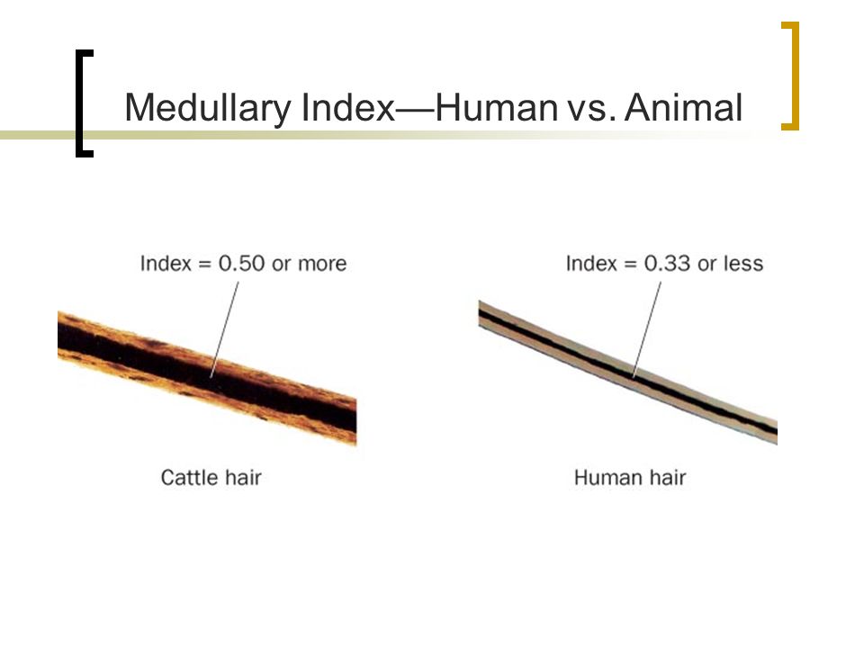 human hair medulla