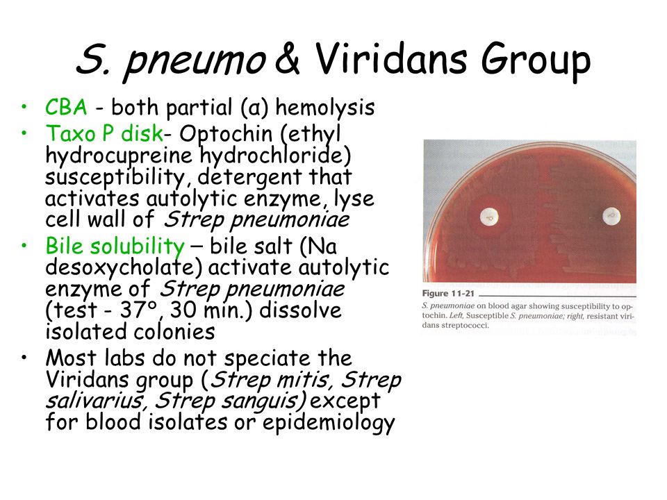 S. pneumo & Viridans Group.