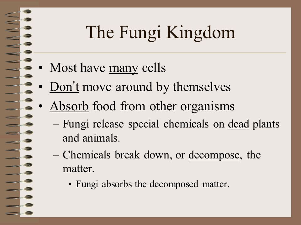The Fungi Kingdom Most have many cells Don’t move around by themselves
