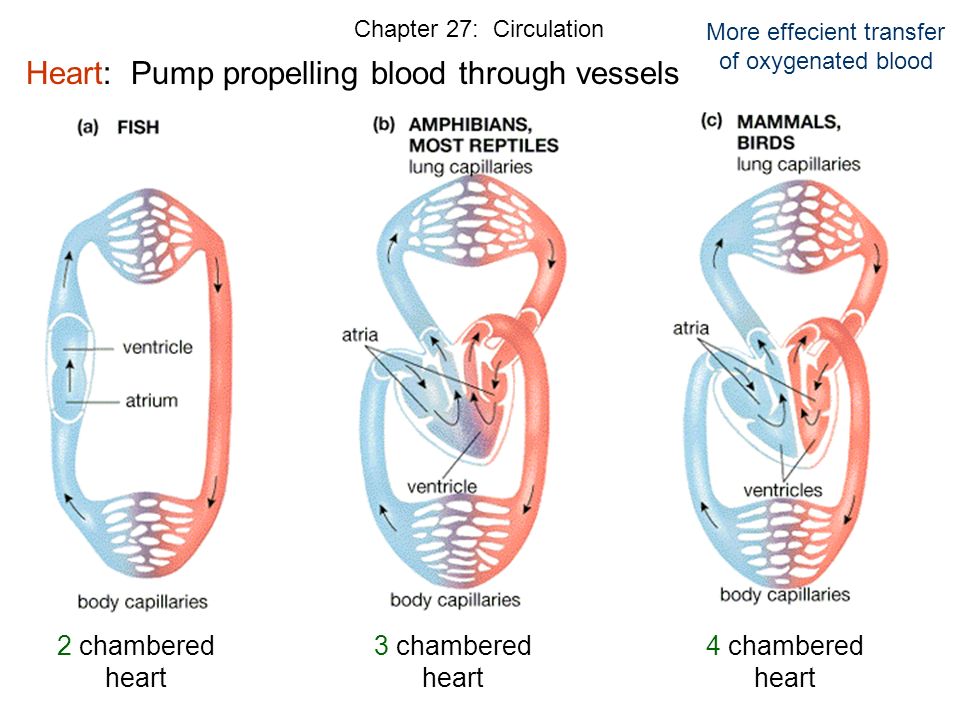 Chapter 27 Circulation Ppt Video Online Download