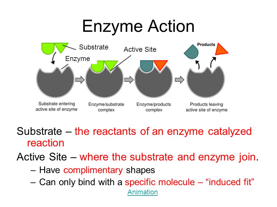 Enzyme Substrate And Product Chart