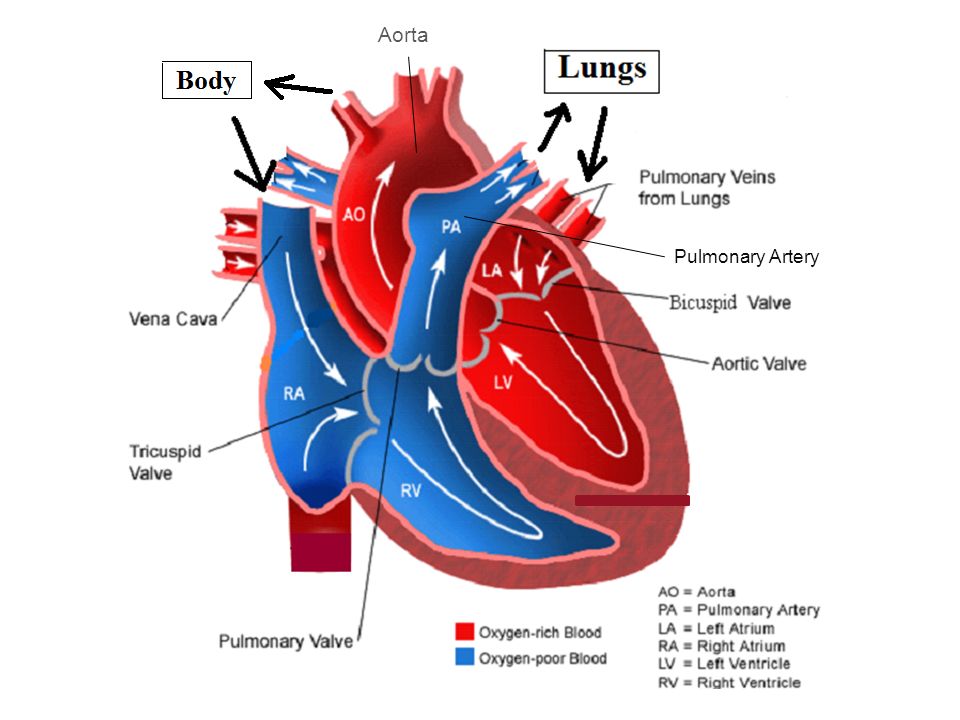 Circulatory System: The Heart - ppt video online download