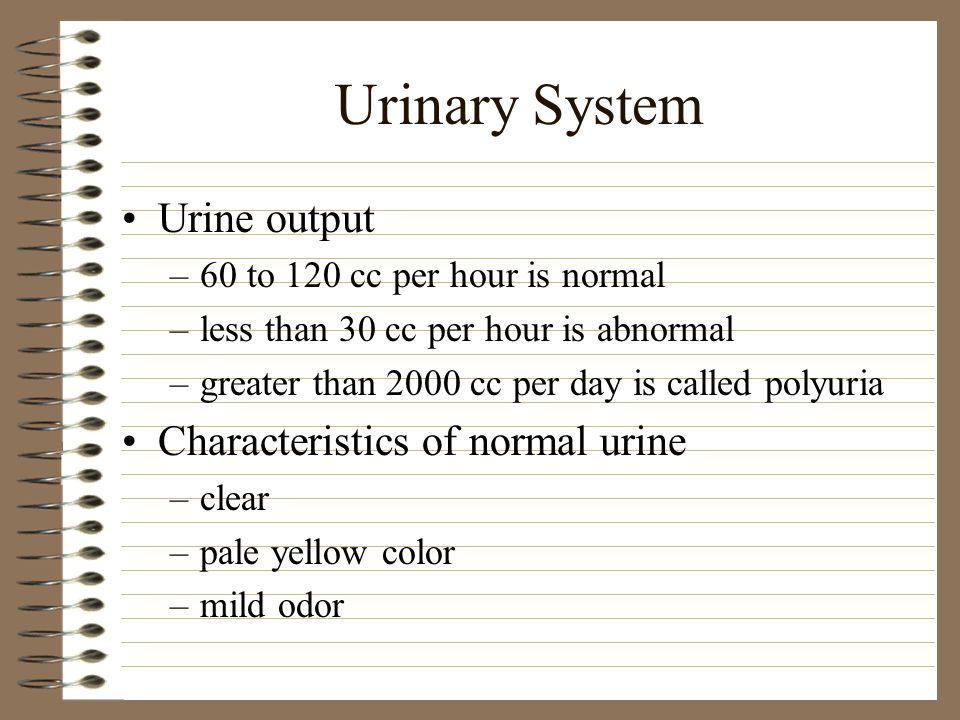 Urinary System Kidneys Ureters bean shaped - ppt video online download