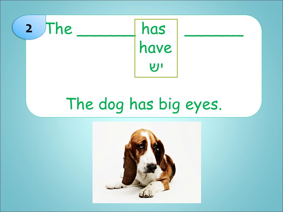 2 The ______ has ______ have יש The dog has big eyes.