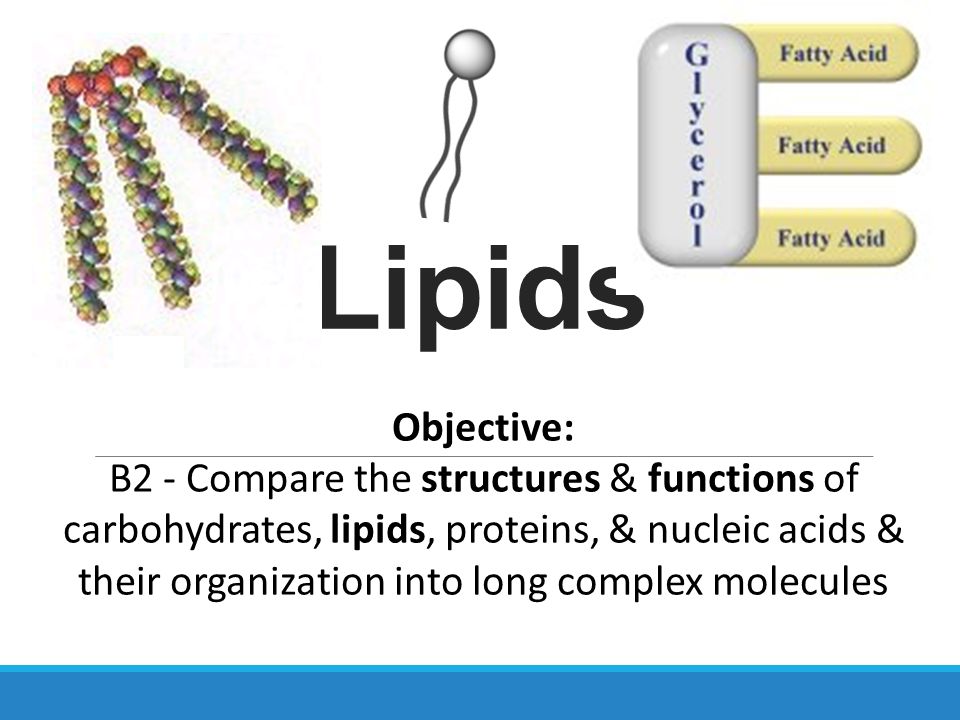 Structure And Function Of Carbohydrates Lipids Proteins Makeupview.co