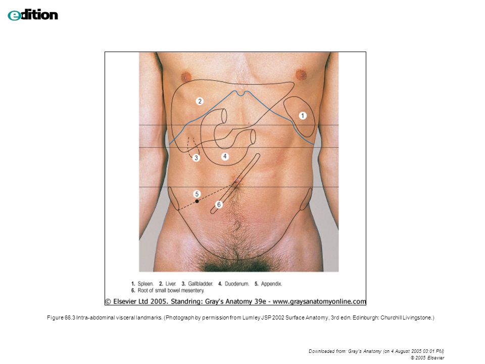 Figure Planes and regions of the abdomen - ppt download