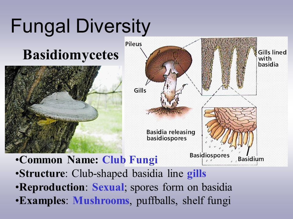 Characteristics Of Fungi Ppt Video Online Download