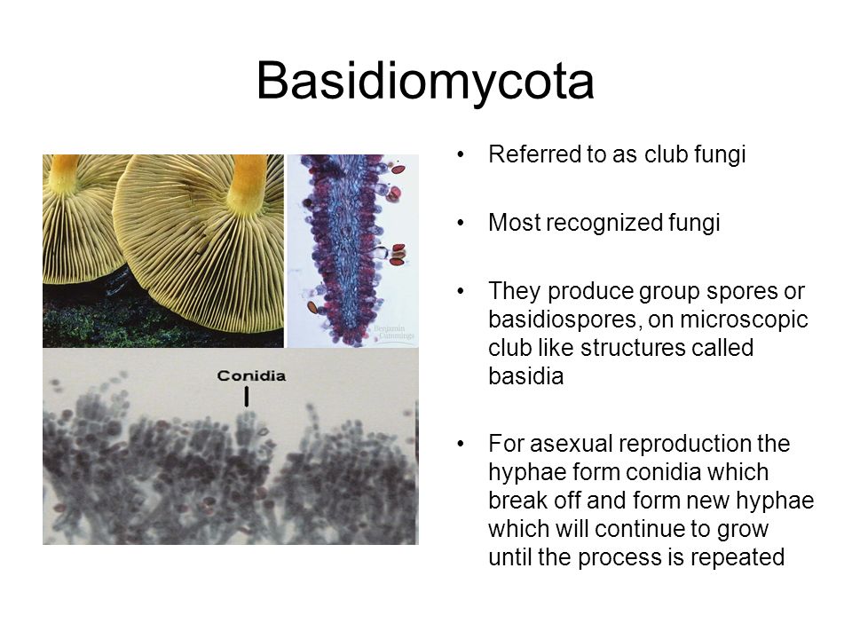 Kingdom Fungi Definition Ppt Video Online Download Kingdom Fungi Definition Ppt Video Online Download