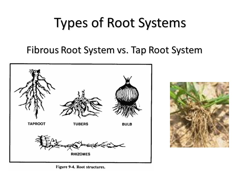 Корневой root. Types of roots. Лук корневая система. Fibrous root. Fibrous root System.