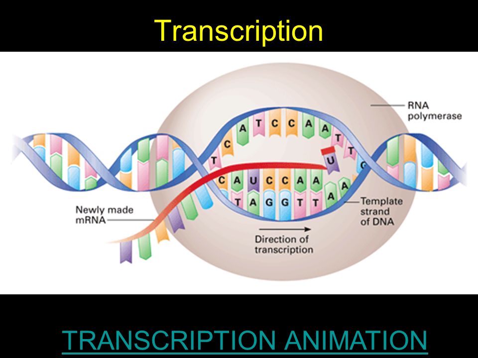 DNA Processes: Replication, Transcription, & Translation - ppt video online  download