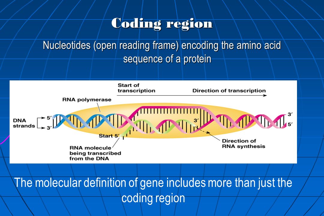 C open read. Открытая рамка считывания (ORF). Open reading frame. ORF Gene. Open reading frame Вики.