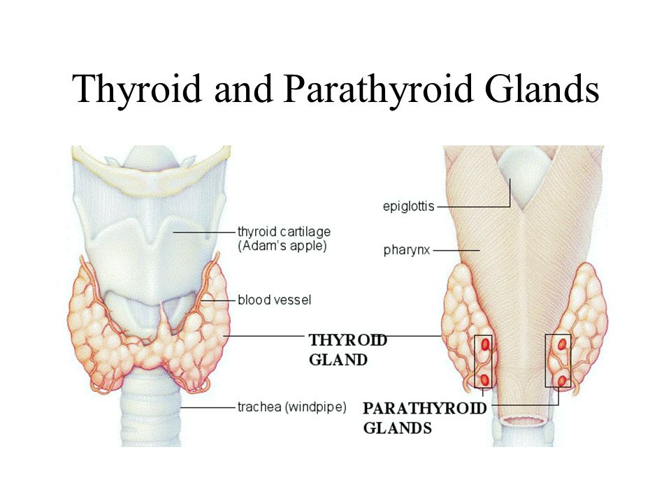 Thyroid and Parathyroid Glands.
