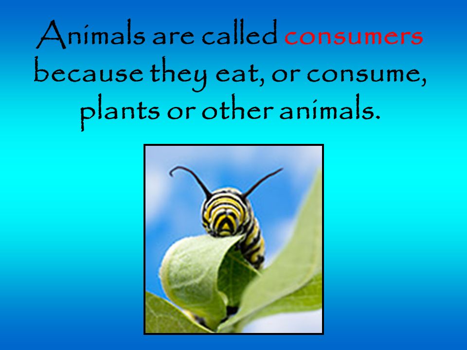 Animals that eat BOTH animals and plants are called omnivores. - ppt video  online download
