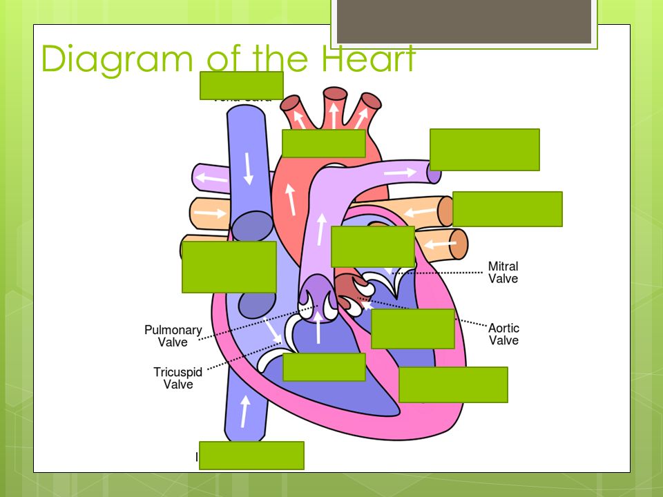 Diagram of the Heart Ventricle Atrium Septum Aorta Pulmonary Arteries