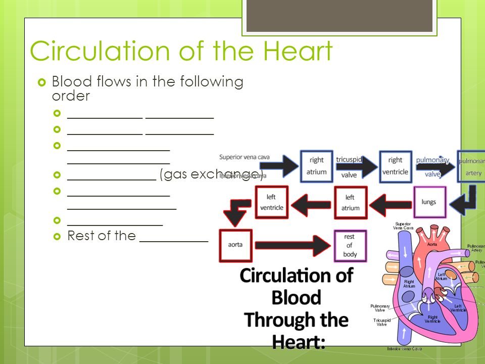 Circulation of the Heart