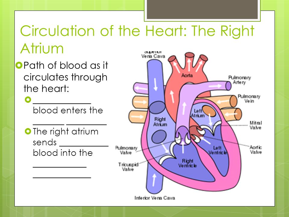 Circulation of the Heart: The Right Atrium