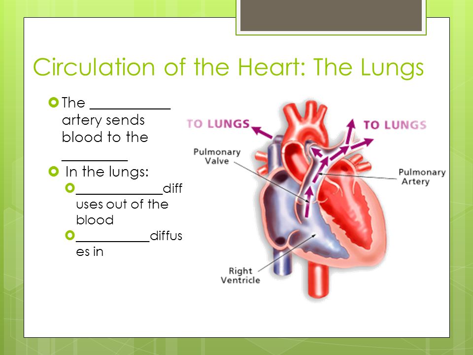 Circulation of the Heart: The Lungs