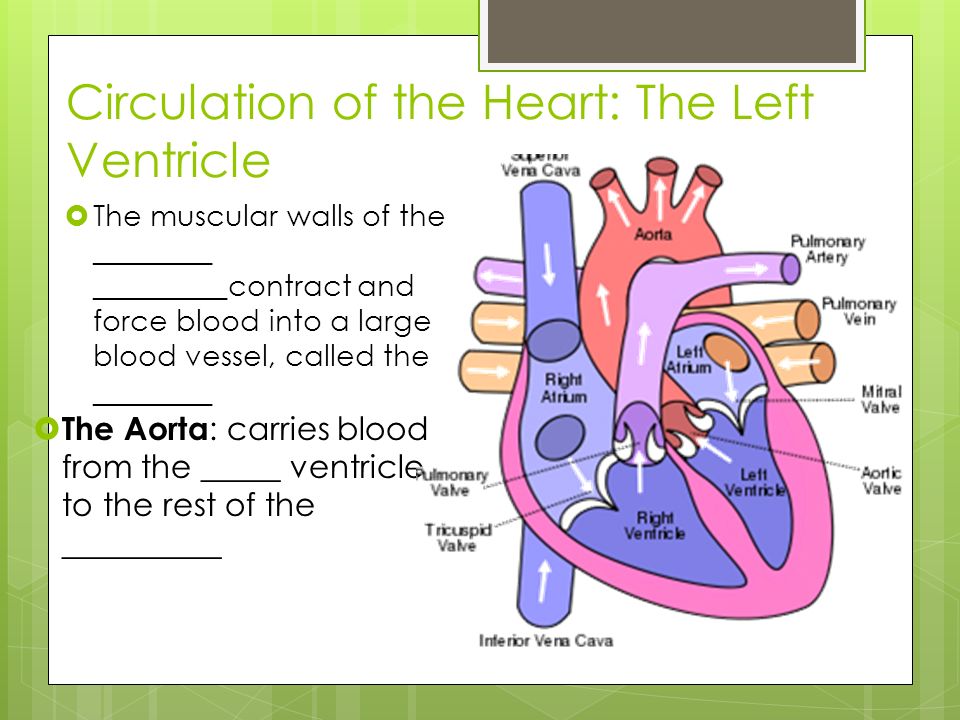 Circulation of the Heart: The Left Ventricle