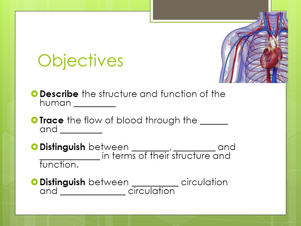 Objectives Describe the structure and function of the human _________