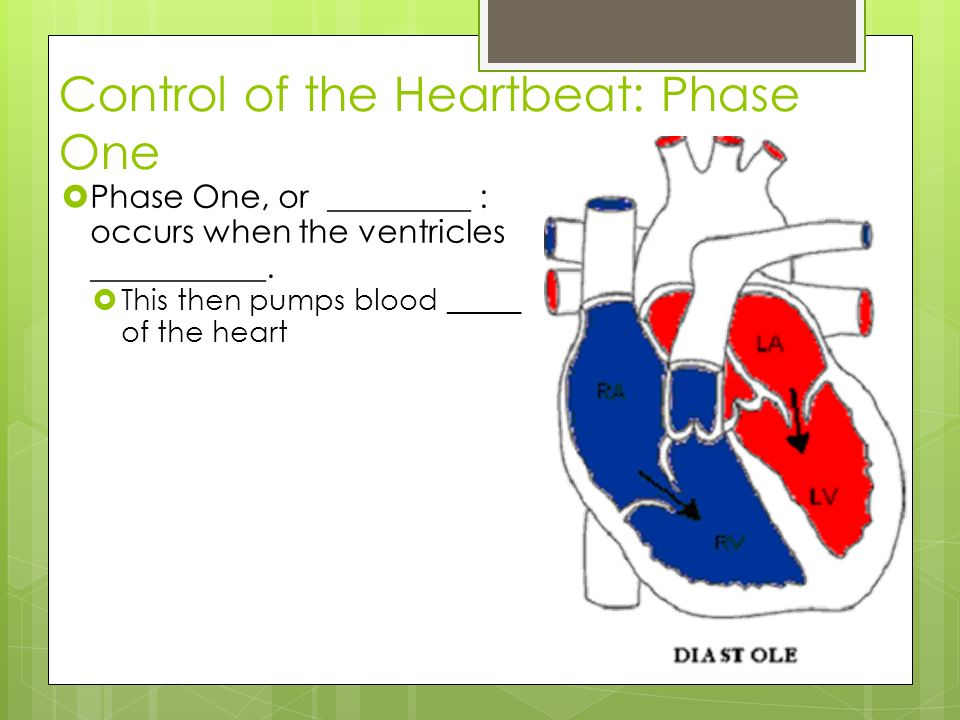 Control of the Heartbeat: Phase One
