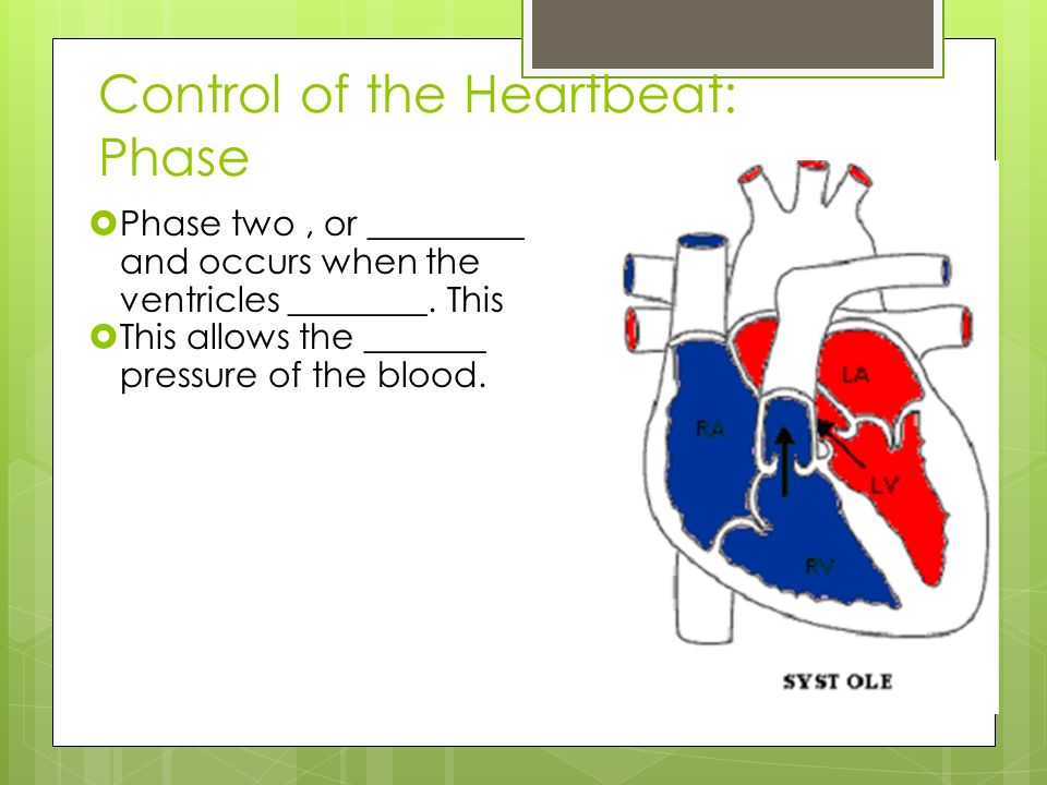 Control of the Heartbeat: Phase