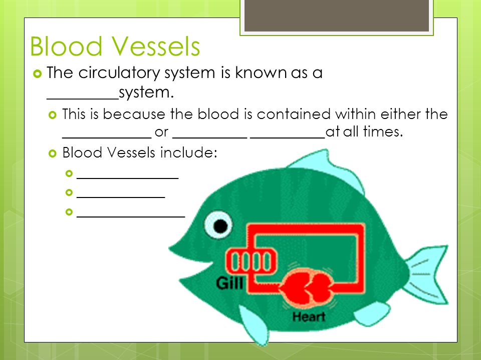Blood Vessels The circulatory system is known as a _________system.