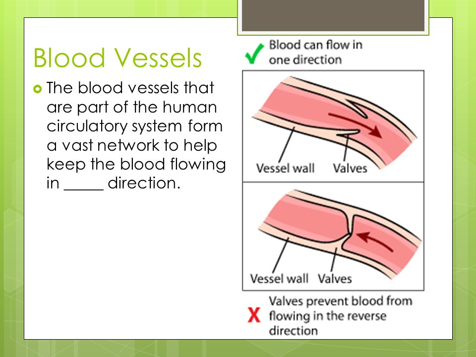 Blood Vessels The blood vessels that are part of the human circulatory system form a vast network to help keep the blood flowing in _____ direction.