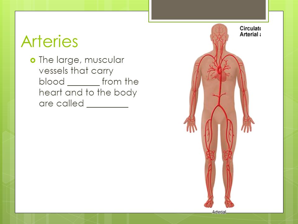 Arteries The large, muscular vessels that carry blood _______ from the heart and to the body are called _________.