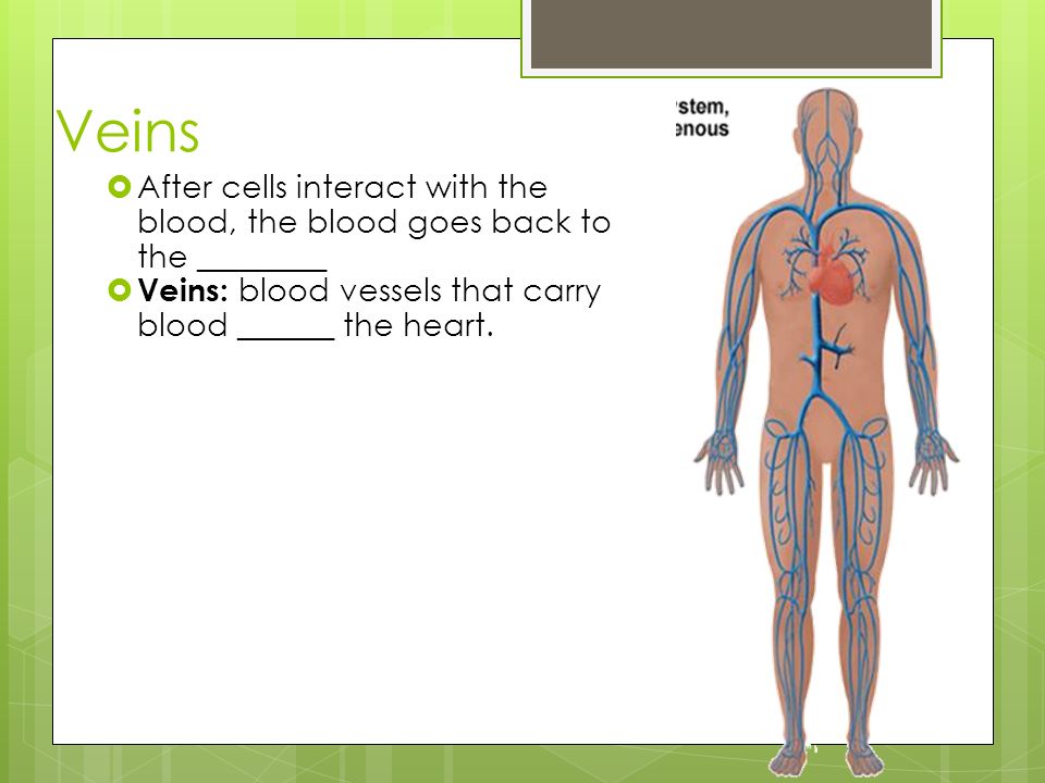 Veins After cells interact with the blood, the blood goes back to the ________. Veins: blood vessels that carry blood ______ the heart.