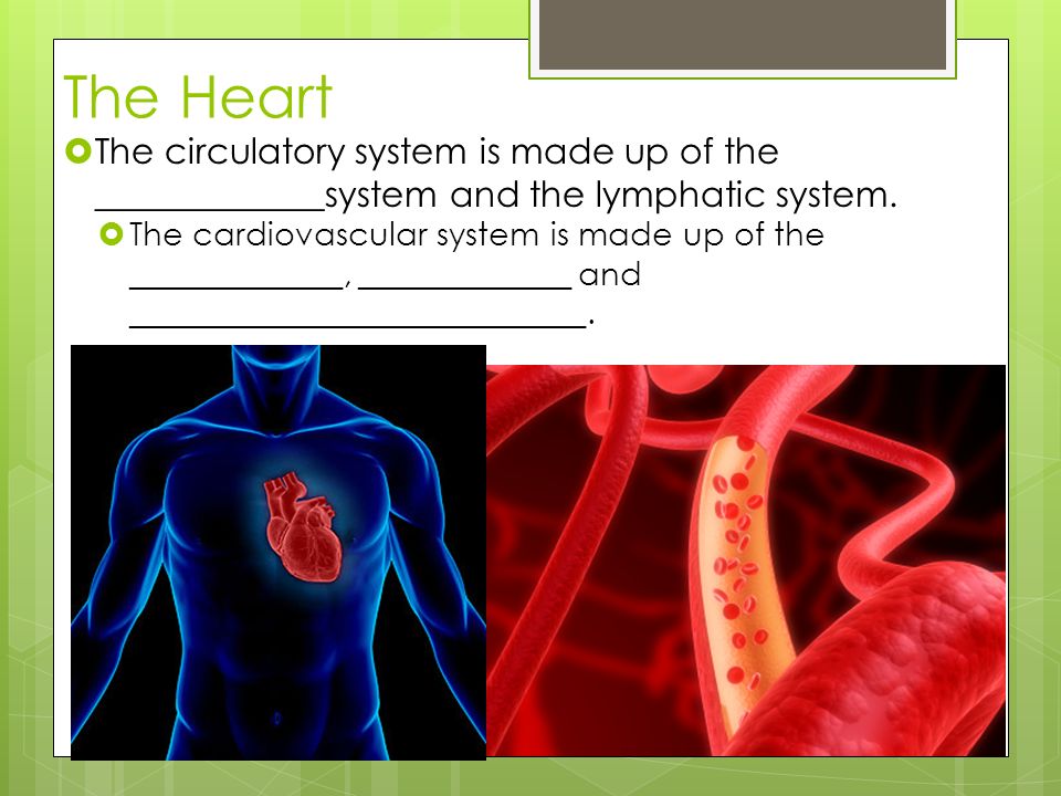The Heart The circulatory system is made up of the _____________system and the lymphatic system.