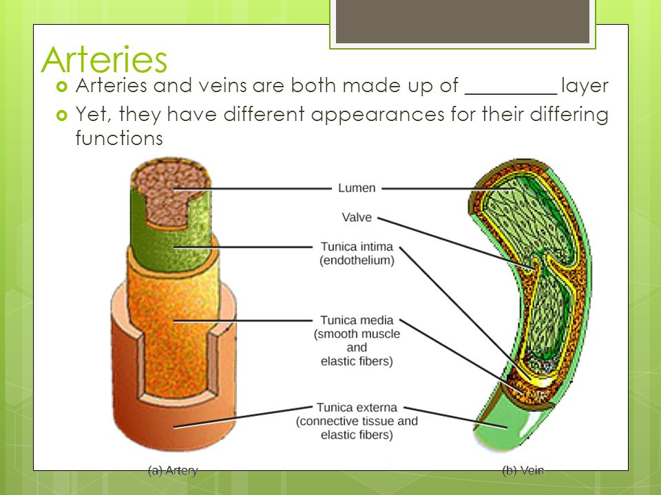 Arteries Arteries and veins are both made up of _________ layer