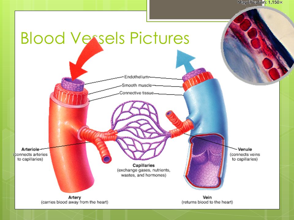 Blood Vessels Pictures