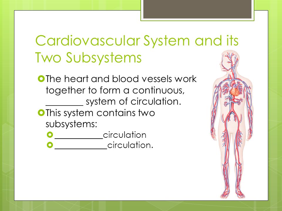 Cardiovascular System and its Two Subsystems
