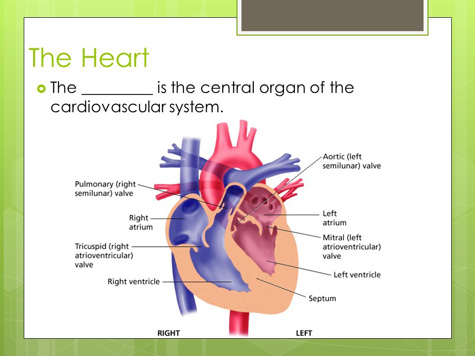 The Heart The _________ is the central organ of the cardiovascular system. heart