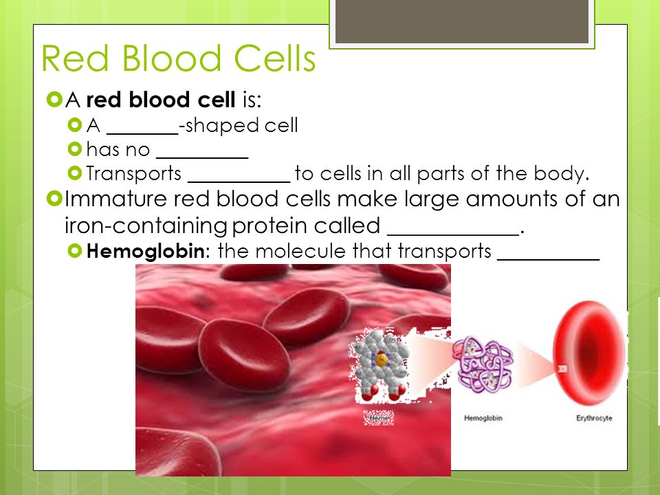 Red Blood Cells A red blood cell is: