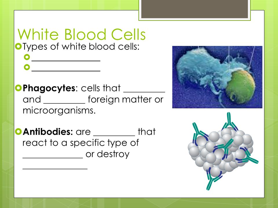 White Blood Cells Types of white blood cells: