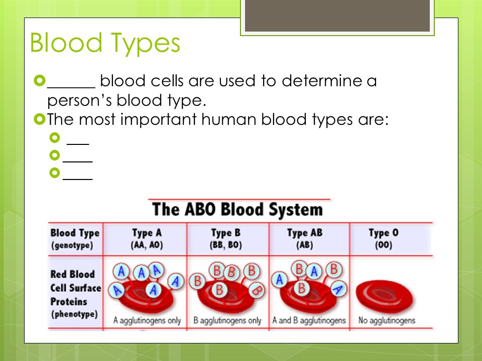 Blood Types ______ blood cells are used to determine a person’s blood type. The most important human blood types are:
