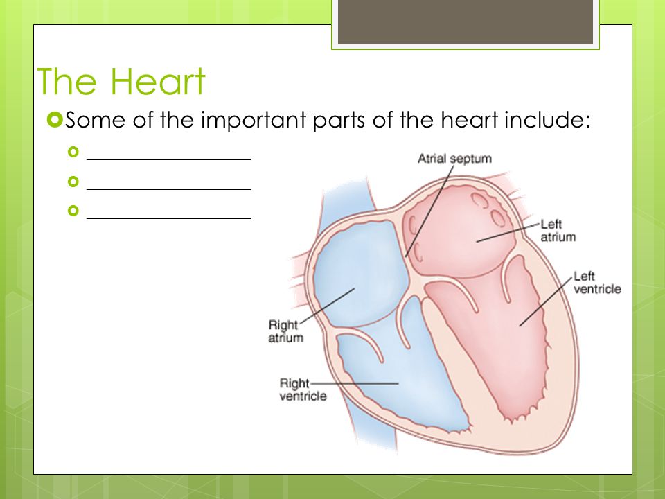 The Heart Some of the important parts of the heart include: