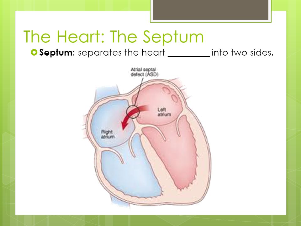The Heart: The Septum Septum: separates the heart _________ into two sides. Vertically
