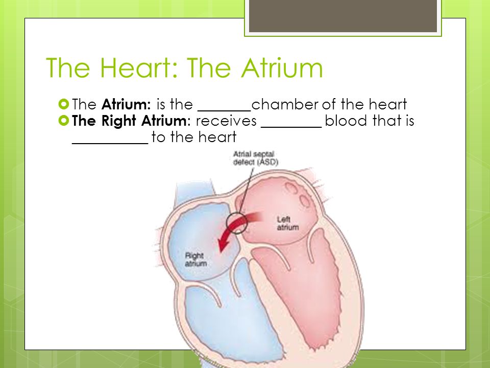 The Heart: The Atrium The Atrium: is the _______chamber of the heart
