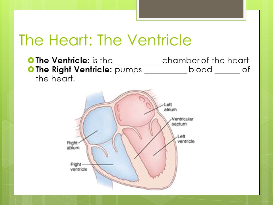 The Heart: The Ventricle