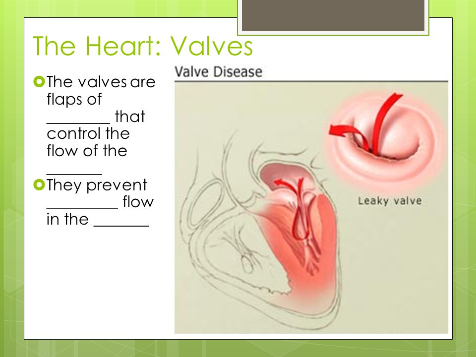 The Heart: Valves The valves are flaps of ________ that control the flow of the _______. They prevent _________ flow in the _______.