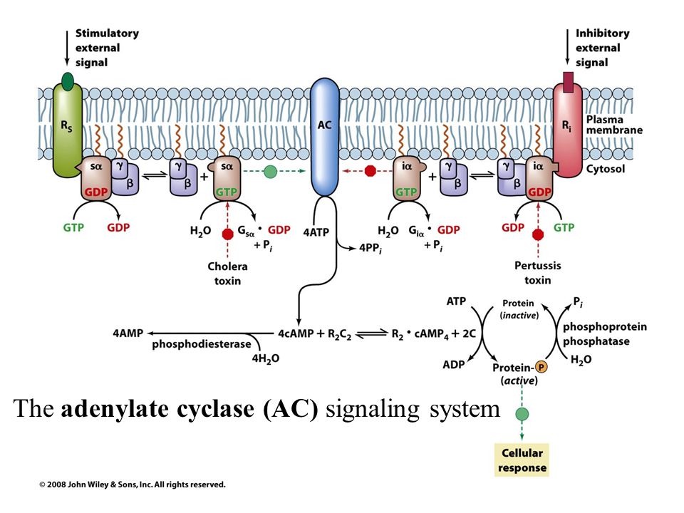 Secondary system. Adenylate cyclase System. Adenylate cyclase mechanism. Signaling System. Adenylate cyclase System macrophages.