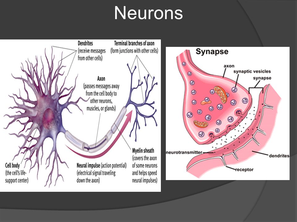 Draw the neuron and label it