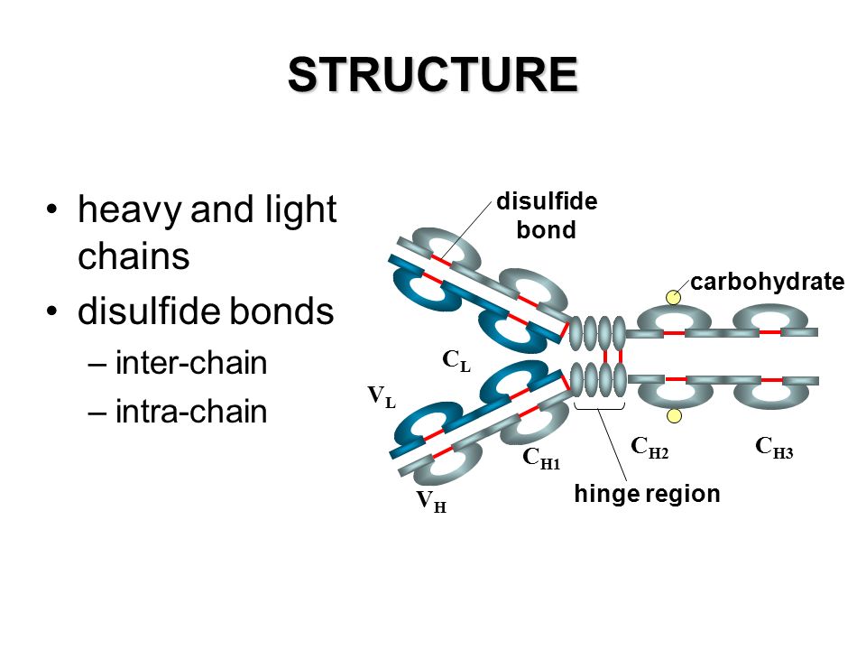 IMMUNGLOBULINS STRUCTURE and FUNCTION - ppt download