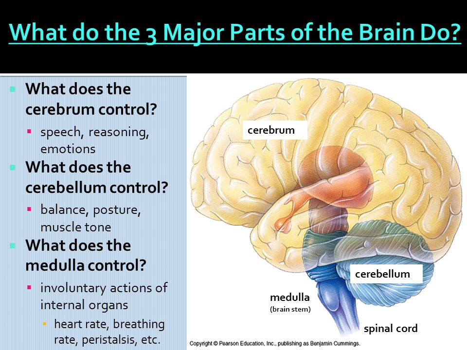 Only brains. Головной мозг презентация. Brain structure. Brain Parts and functions. Parts of Brain and their function.