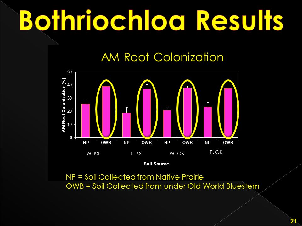 Bothriochloa Results AM Root Colonization