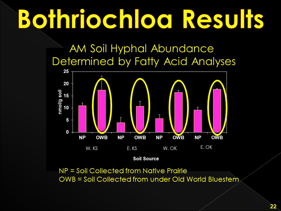 Bothriochloa Results AM Soil Hyphal Abundance