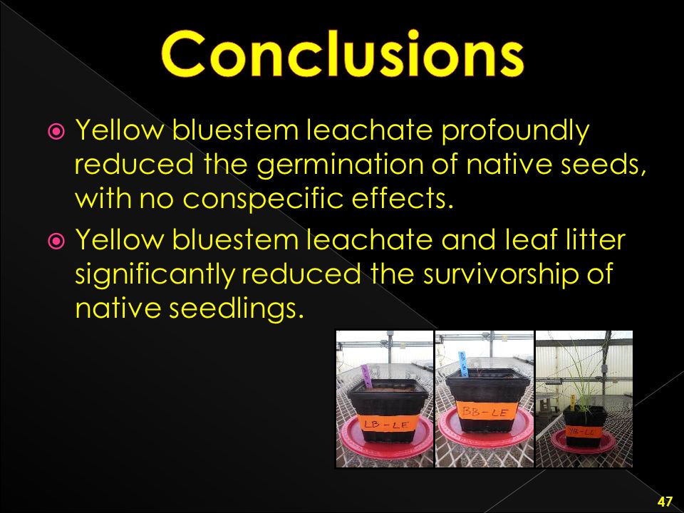 Conclusions Yellow bluestem leachate profoundly reduced the germination of native seeds, with no conspecific effects.