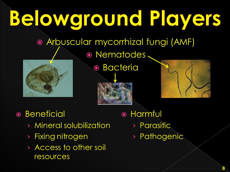 Arbuscular mycorrhizal fungi (AMF)